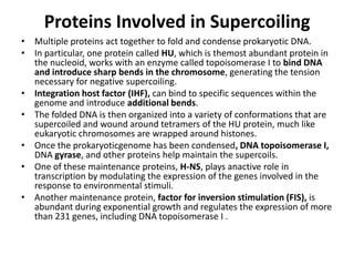 Proteins Involved in Supercoiling
• Multiple proteins act together to fold and condense prokaryotic DNA.
• In particular, one protein called HU, which is themost abundant protein in
  the nucleoid, works with an enzyme called topoisomerase I to bind DNA
  and introduce sharp bends in the chromosome, generating the tension
  necessary for negative supercoiling.
• Integration host factor (IHF), can bind to specific sequences within the
  genome and introduce additional bends.
• The folded DNA is then organized into a variety of conformations that are
  supercoiled and wound around tetramers of the HU protein, much like
  eukaryotic chromosomes are wrapped around histones.
• Once the prokaryoticgenome has been condensed, DNA topoisomerase I,
  DNA gyrase, and other proteins help maintain the supercoils.
• One of these maintenance proteins, H-NS, plays anactive role in
  transcription by modulating the expression of the genes involved in the
  response to environmental stimuli.
• Another maintenance protein, factor for inversion stimulation (FIS), is
  abundant during exponential growth and regulates the expression of more
  than 231 genes, including DNA topoisomerase I .
 