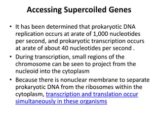 Accessing Supercoiled Genes
• It has been determined that prokaryotic DNA
  replication occurs at arate of 1,000 nucleotides
  per second, and prokaryotic transcription occurs
  at arate of about 40 nucleotides per second .
• During transcription, small regions of the
  chromosome can be seen to project from the
  nucleoid into the cytoplasm
• Because there is nonuclear membrane to separate
  prokaryotic DNA from the ribosomes within the
  cytoplasm, transcription and translation occur
  simultaneously in these organisms
 