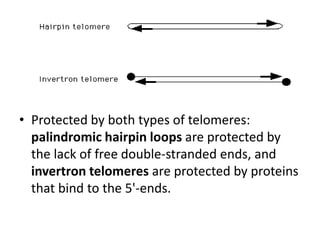 • Protected by both types of telomeres:
  palindromic hairpin loops are protected by
  the lack of free double-stranded ends, and
  invertron telomeres are protected by proteins
  that bind to the 5'-ends.
 