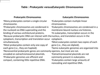 Table : Prokaryotic versusEukaryotic Chromosomes



         Prokaryotic Chromosomes                        Eukaryotic Chromosomes
•Many prokaryotes contain a single circular    •Eukaryotes contain multiple linear
chromosome.                                    chromosomes.
•Prokaryotic chromosomes are condensed in •Eukaryotic chromosomes are condensed in a
the nucleoid via DNA supercoiling and the      membrane-bound nucleus via histones.
binding of various architectural proteins.     •In eukaryotes, transcription occurs in the
•Because prokaryotic DNA can interact with the nucleus, and translation occurs in the
cytoplasm, transcription and translation occur cytoplasm.
simultaneously.                                •Most eukaryotes contain two copies of each
•Most prokaryotes contain only one copy of     gene (i.e., they are diploid).
each gene (i.e., they are haploid).            •Some eukaryotic genomes are organized into
•Nonessential prokaryotic genes are commonly operons, but most are not.
encoded on extrachromosomal plasmids.          •Extrachromosomal plasmids are not
•Prokaryotic genomes are efficient and         commonly present in eukaryotes.
compact, containing little repetitive DNA.     •Eukaryotes contain large amounts of
                                               noncoding and repetitive DNA.
 