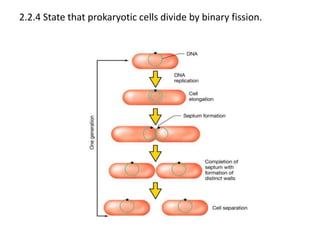 2.2.4 State that prokaryotic cells divide by binary fission.
 