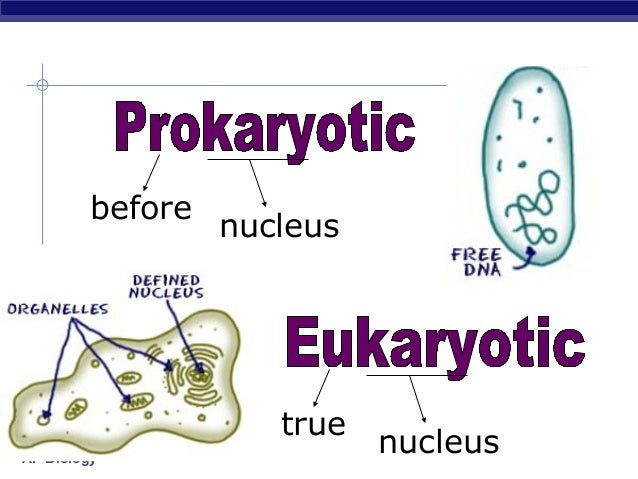 Prokaryotes