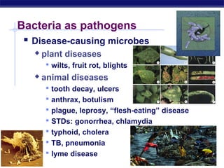 Bacteria as pathogens 
 Disease-causing microbes 
AP Biology 
 plant diseases 
 wilts, fruit rot, blights 
 animal diseases 
 tooth decay, ulcers 
 anthrax, botulism 
 plague, leprosy, “flesh-eating” disease 
 STDs: gonorrhea, chlamydia 
 typhoid, cholera 
 TB, pneumonia 
 lyme disease 
 