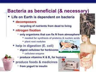 Bacteria as beneficial (& necessary) 
 Life on Earth is dependent on bacteria 
 decomposers 
AP Biology 
 recycling of nutrients from dead to living 
 nitrogen fixation 
 only organisms that can fix N from atmosphere 
 needed for synthesis of proteins & nucleic acids 
 plant root nodules 
 help in digestion (E. coli) 
 digest cellulose for herbivores 
 cellulase enzyme 
 produce vitamins K & B12 for humans 
 produce foods & medicines 
 from yogurt to insulin 
 