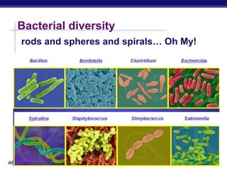 Bacterial diversity 
rods and spheres and spirals… Oh My! 
AP Biology 
 