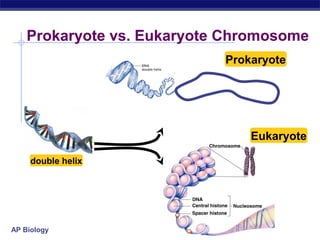 Prokaryote vs. Eukaryote Chromosome 
double helix 
AP Biology 
Prokaryote 
Eukaryote 
 