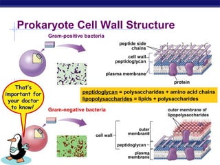 Prokaryote Cell Wall Structure 
AP Biology 
peptide side 
chains 
cell wall 
peptidoglycan 
plasma membrane 
protein 
Gram-positive bacteria 
peptidoglycan = polysaccharides + amino acid chains 
lipopolysaccharides = lipids + polysaccharides 
Gram-negative bacteria 
outer 
membrane 
peptidoglycan 
plasma 
membrane 
outer membrane of 
lipopolysaccharides 
cell wall 
That’s 
important for 
your doctor 
to know! 
 