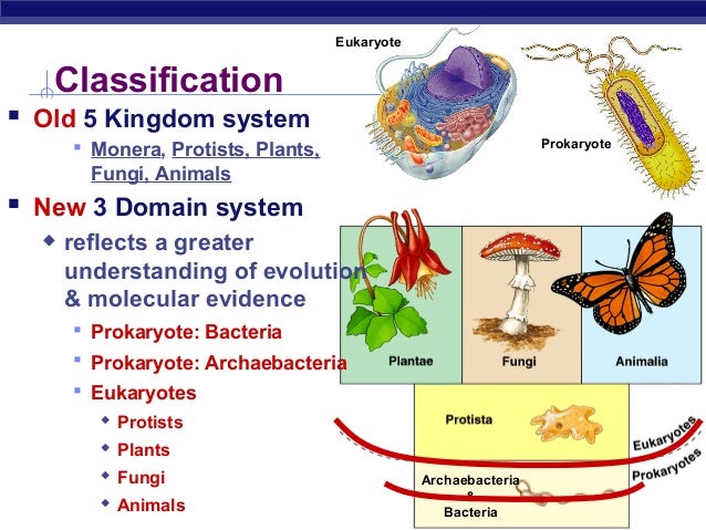 Prokaryotes Examples