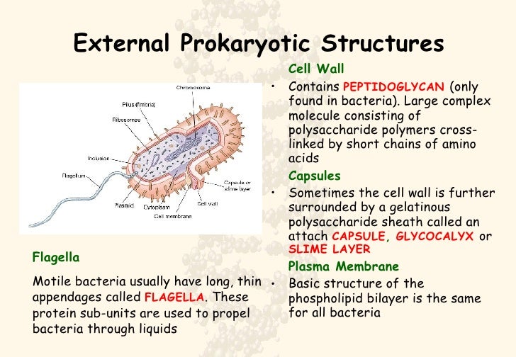 Prokaryotes _Eukaryotes