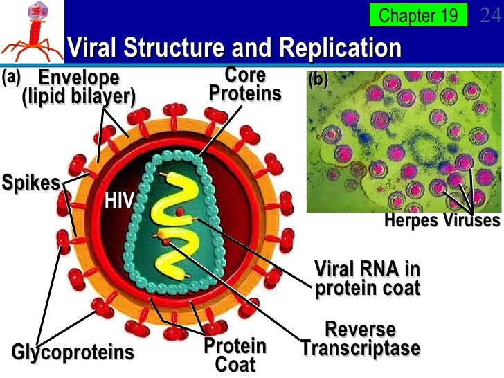 Prokaryotes Virus APBio