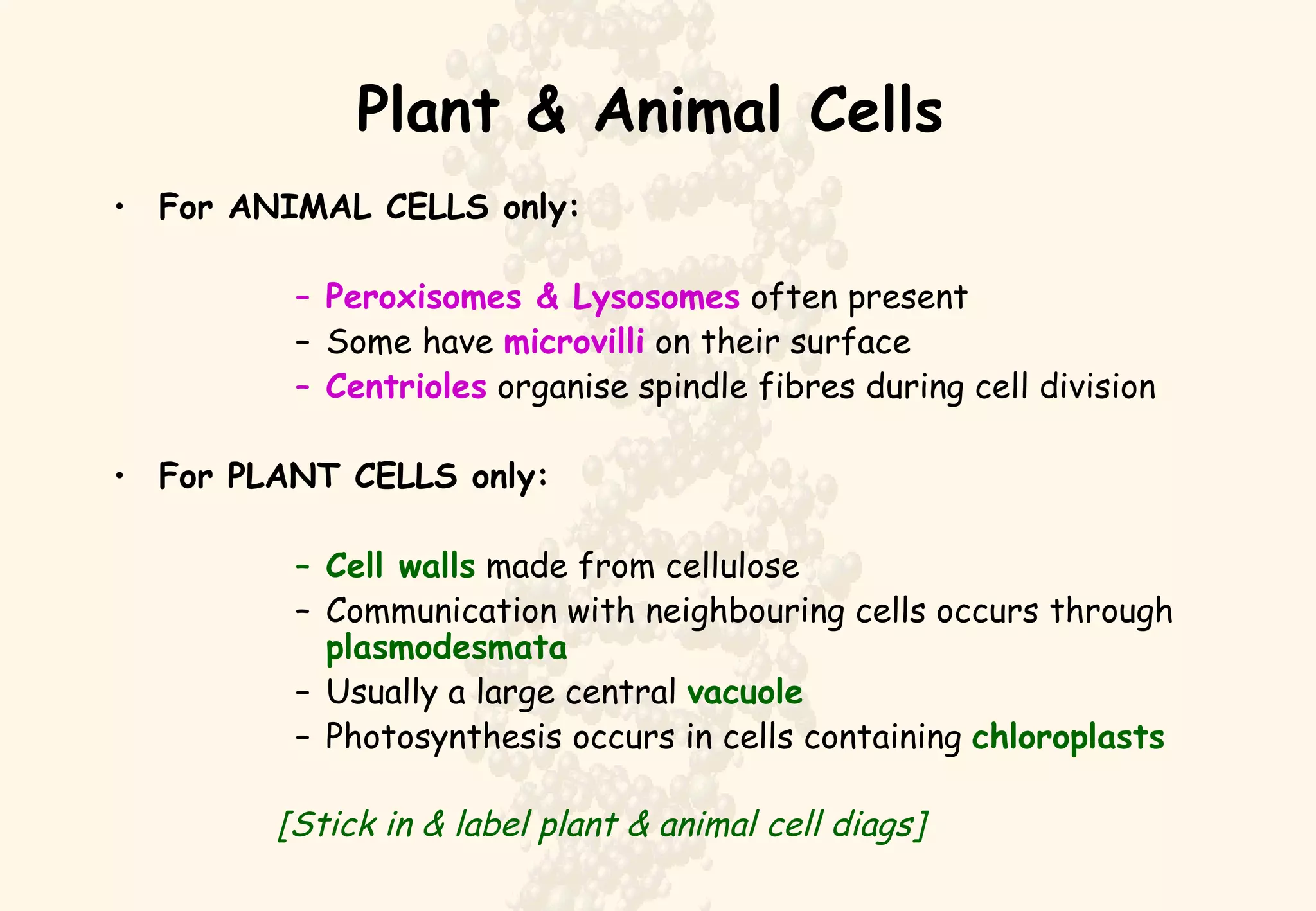 Plant & Animal Cells For ANIMAL CELLS only: Peroxisomes & Lysosomes  often present Some have  microvilli  on their surface Centrioles  organise spindle fibres during cell division For PLANT CELLS only: Cell walls  made from cellulose Communication with neighbouring cells occurs through  plasmodesmata Usually a large central  vacuole Photosynthesis occurs in cells containing  chloroplasts [Stick in & label plant & animal cell diags] 