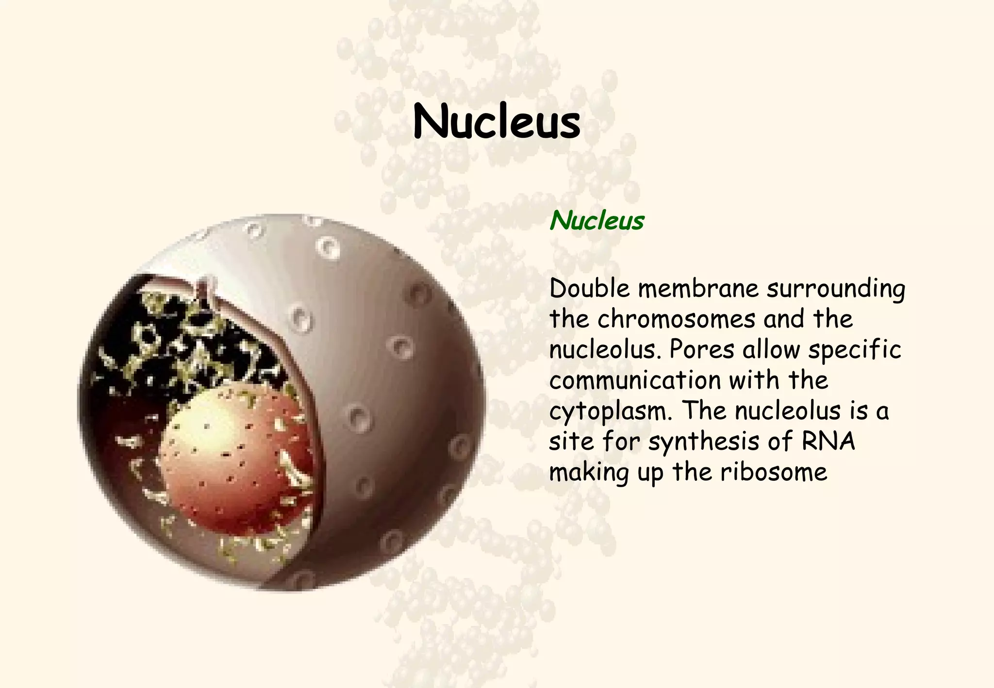 Nucleus Nucleus Double membrane surrounding the chromosomes and the nucleolus. Pores allow specific communication with the cytoplasm. The nucleolus is a site for synthesis of RNA making up the ribosome 