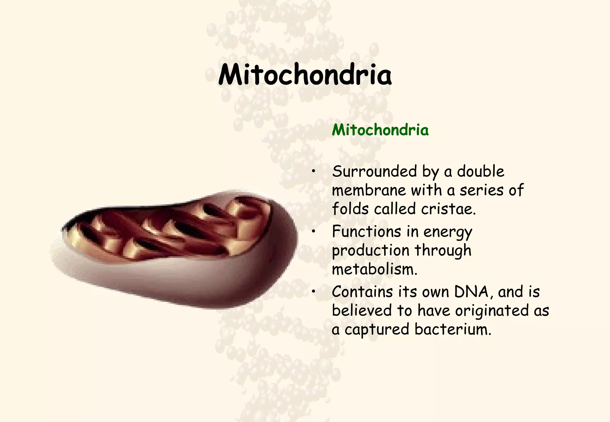 Mitochondria Mitochondria Surrounded by a double membrane with a series of folds called cristae.  Functions in energy production through metabolism.  Contains its own DNA, and is believed to have originated as a captured bacterium. 