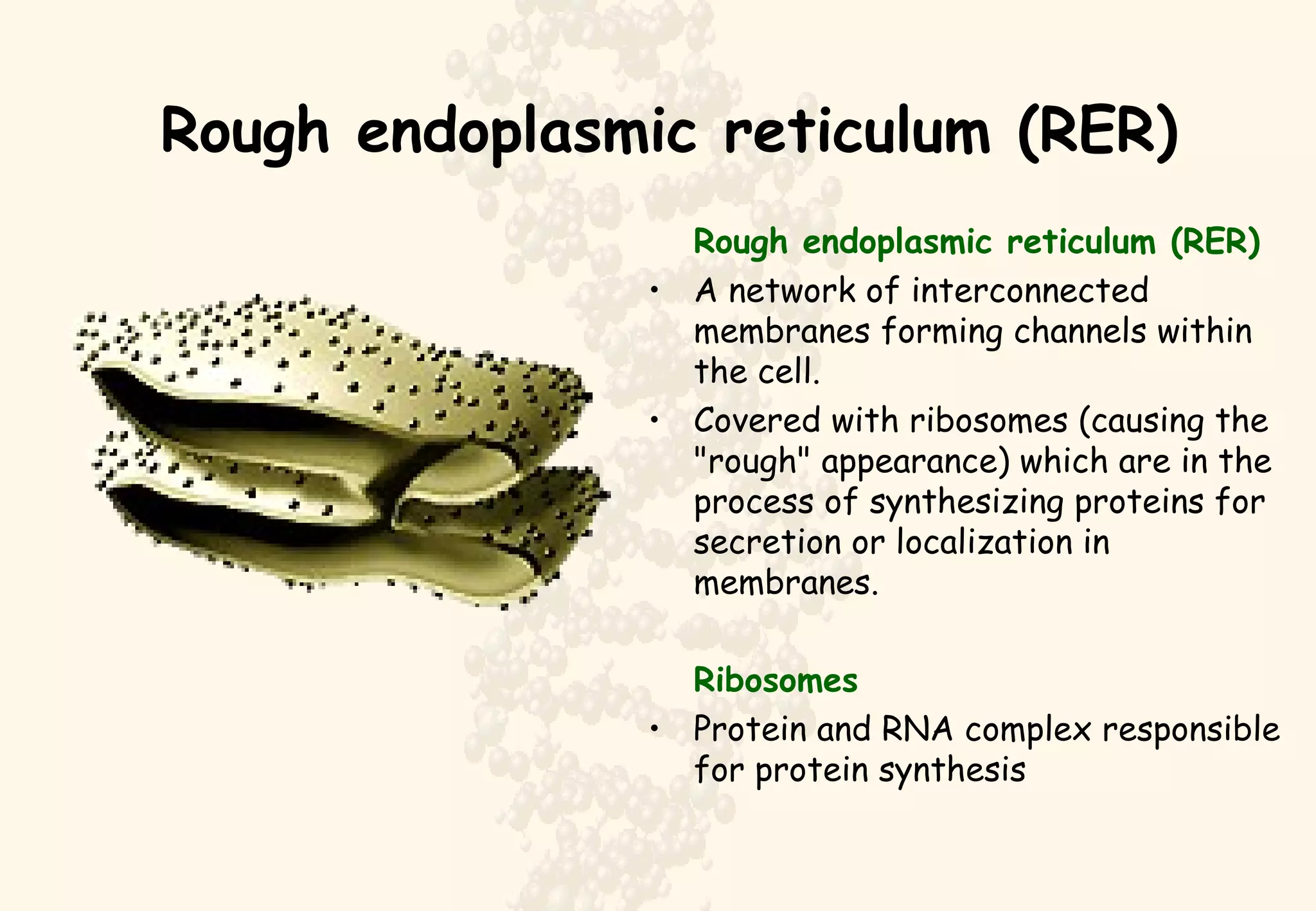 Rough endoplasmic reticulum (RER) Rough endoplasmic reticulum (RER) A network of interconnected membranes forming channels within  the cell. Covered with ribosomes (causing the "rough" appearance) which are in the process of synthesizing proteins for secretion or localization in membranes. Ribosomes Protein and RNA complex responsible for protein synthesis 