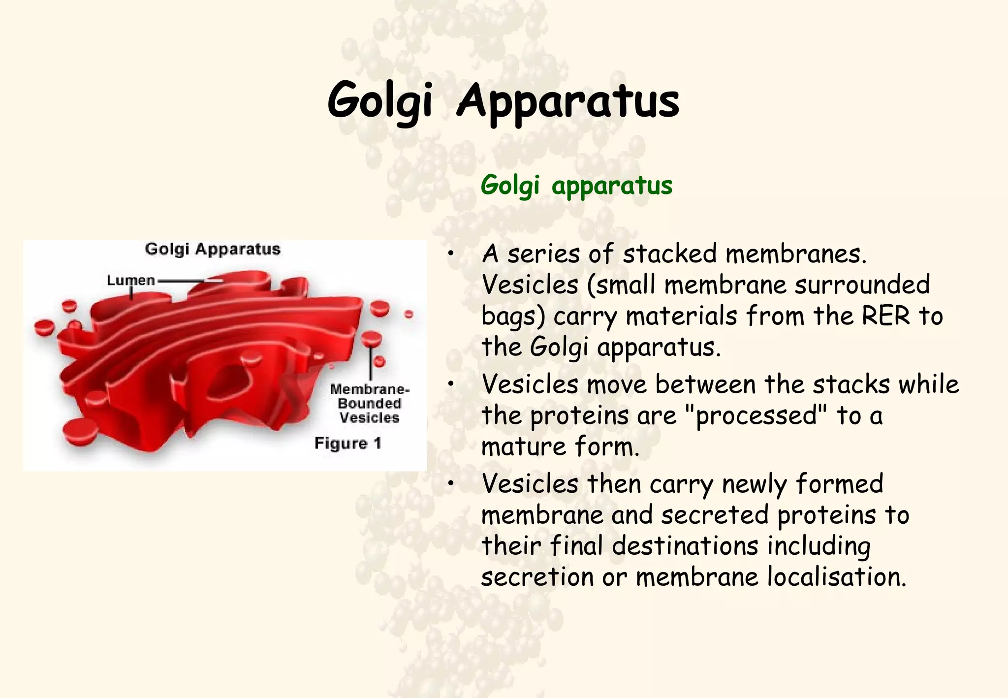 Golgi Apparatus Golgi apparatus A series of stacked membranes. Vesicles (small membrane surrounded bags) carry materials from the RER to the Golgi apparatus.  Vesicles move between the stacks while the proteins are "processed" to a mature form.  Vesicles then carry newly formed membrane and secreted proteins to their final destinations including secretion or membrane localisation. 