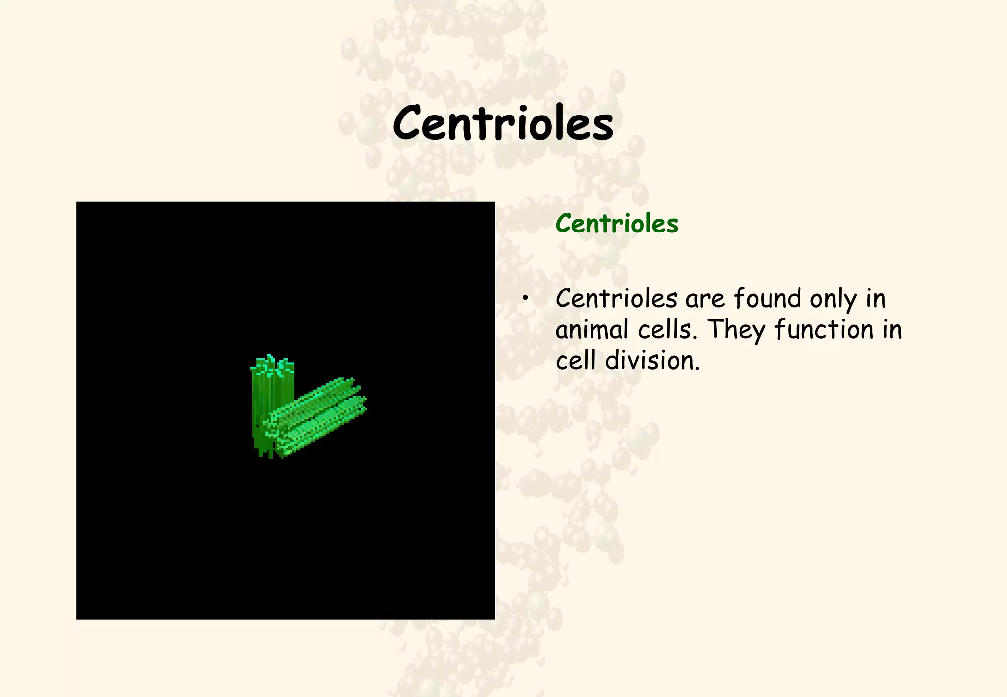 Centrioles Centrioles Centrioles are found only in animal cells. They function in cell division.  