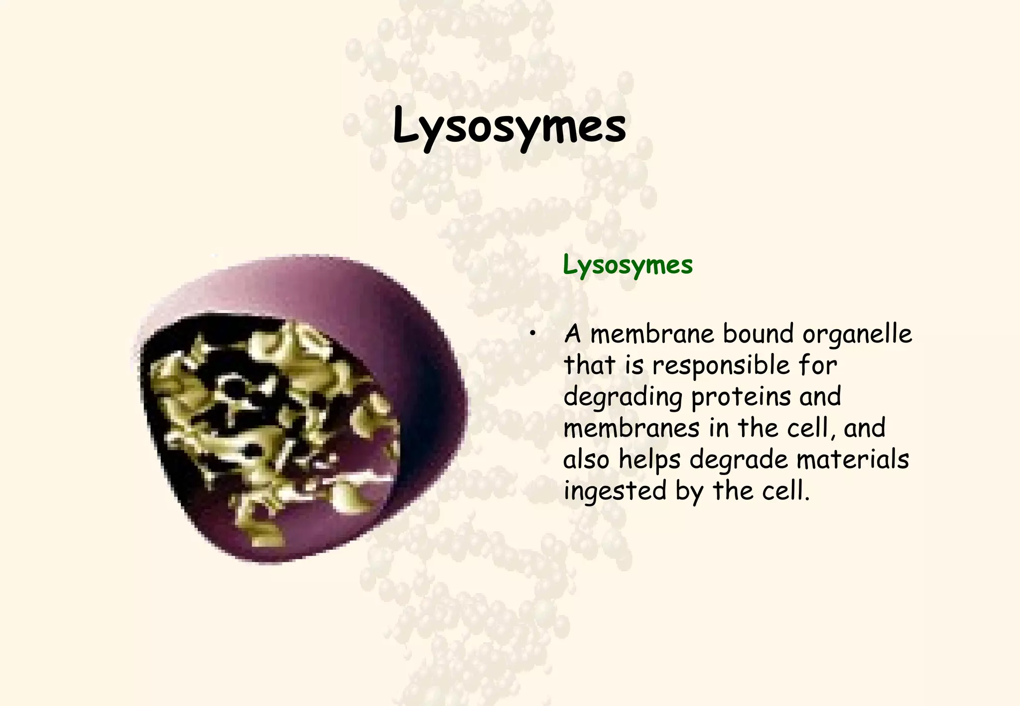 Lysosymes Lysosymes A membrane bound organelle that is responsible for degrading proteins and membranes in the cell, and also helps degrade materials ingested by the cell. 