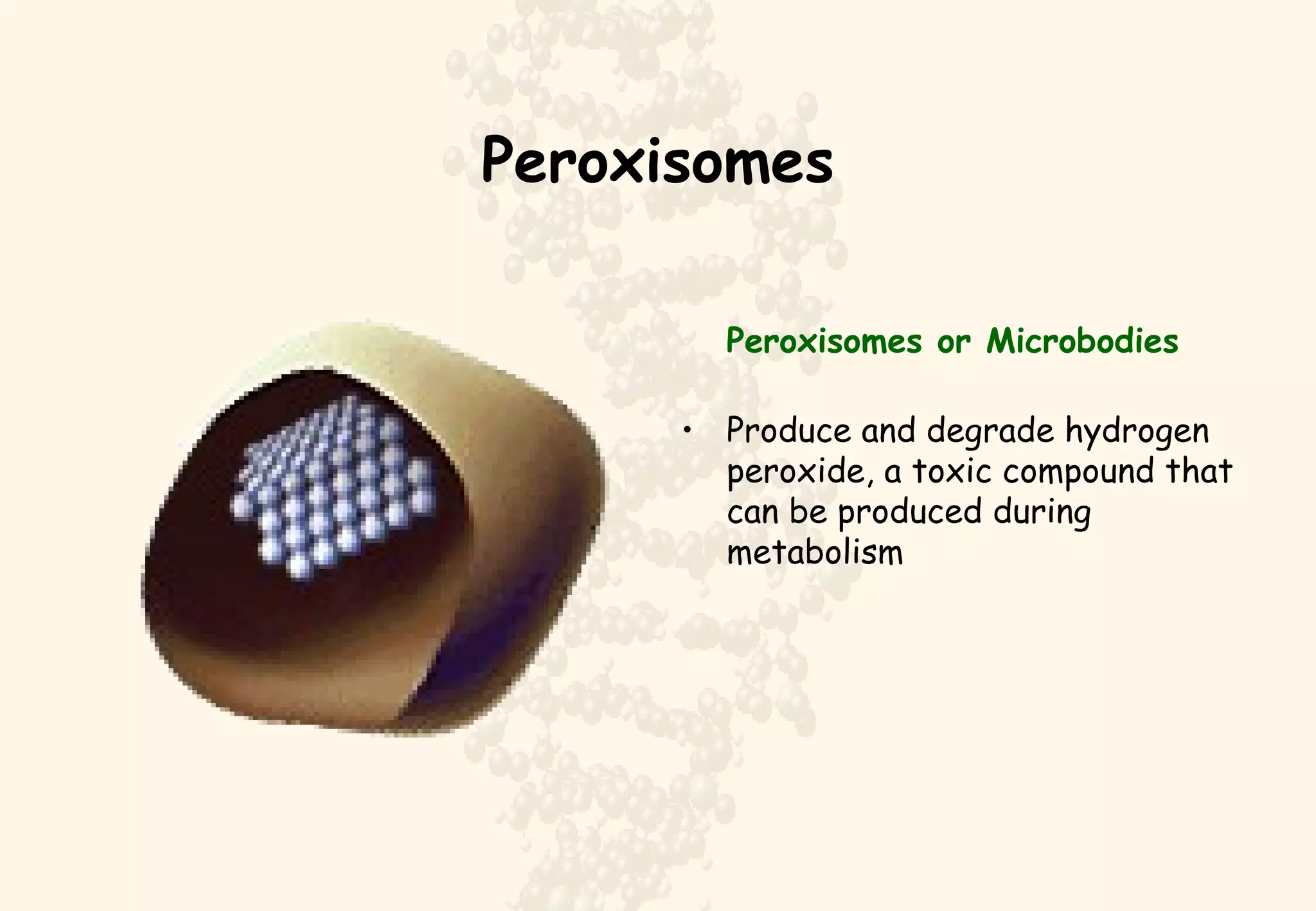 Peroxisomes Peroxisomes or Microbodies Produce and degrade hydrogen peroxide, a toxic compound that can be produced during metabolism 