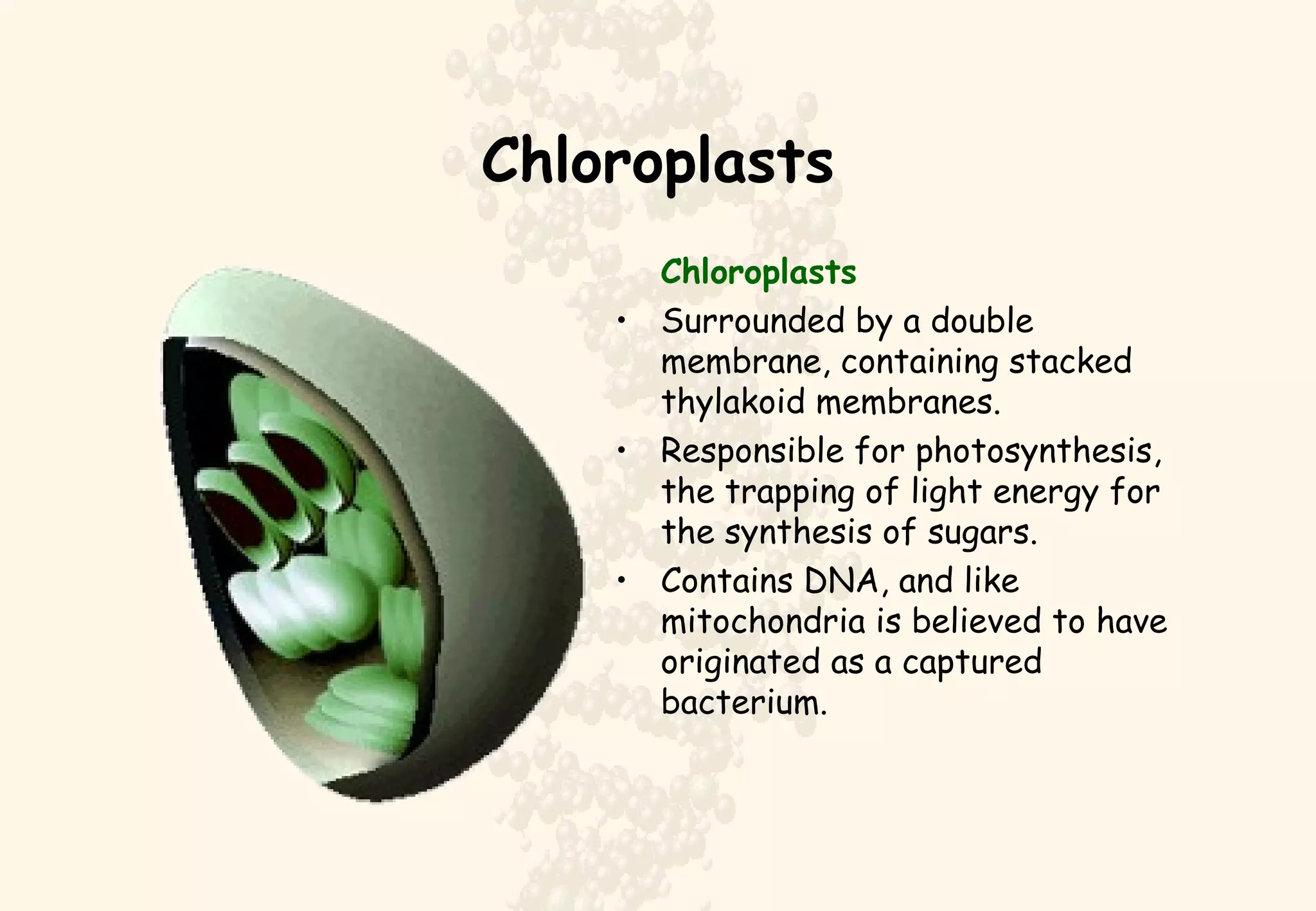 Chloroplasts Chloroplasts Surrounded by a double membrane, containing stacked thylakoid membranes.  Responsible for photosynthesis, the trapping of light energy for the synthesis of sugars.  Contains DNA, and like mitochondria is believed to have originated as a captured bacterium. 