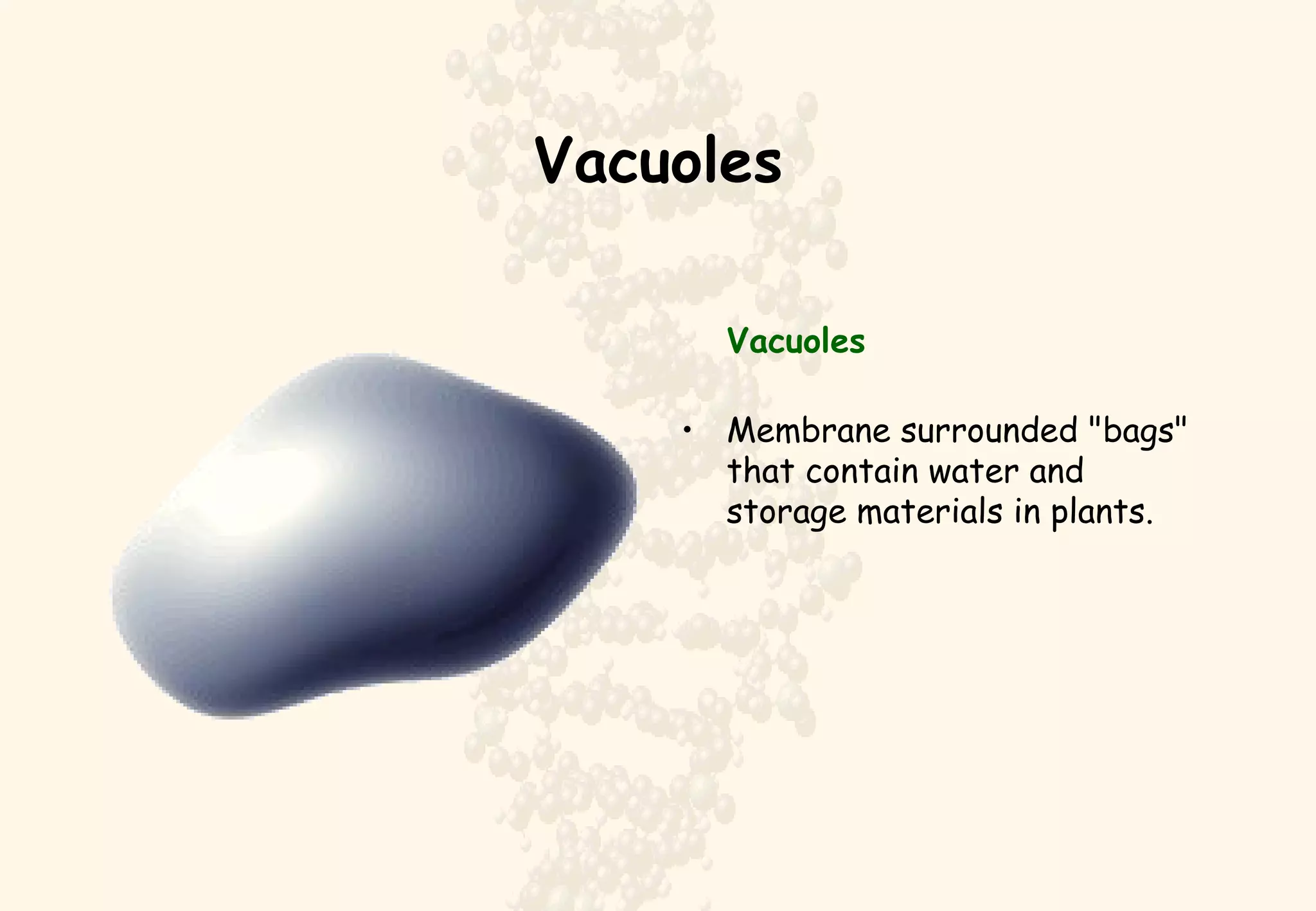 Vacuoles Vacuoles Membrane surrounded "bags" that contain water and storage materials in plants. 