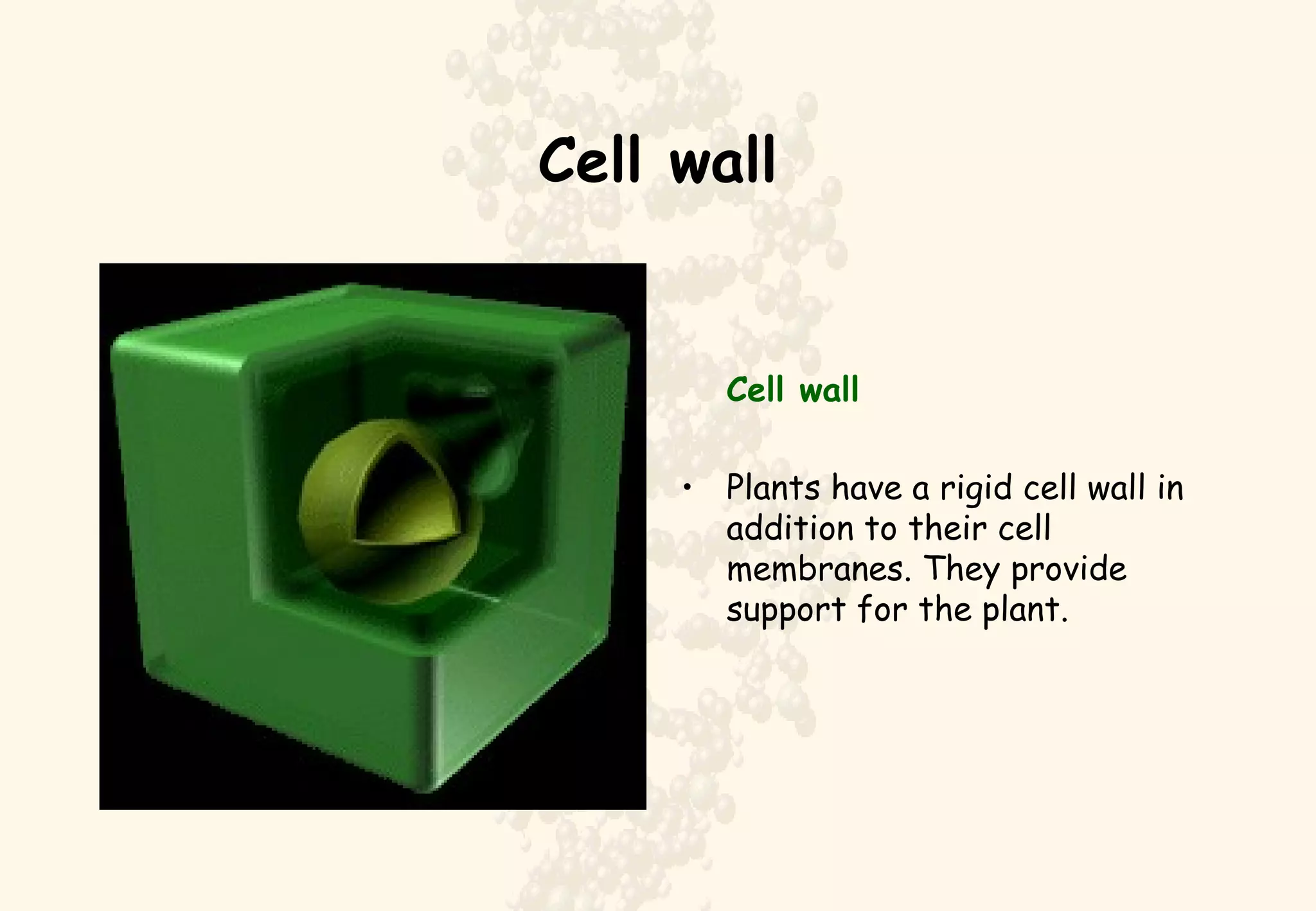 Cell wall Cell wall Plants have a rigid cell wall in addition to their cell membranes. They provide support for the plant.  