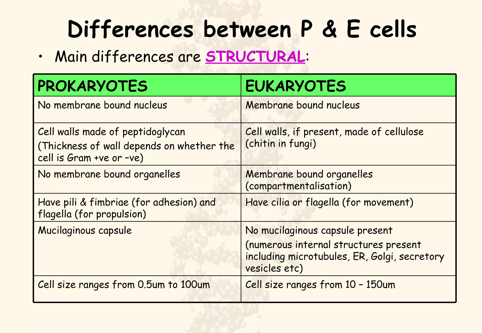 Differences between P & E cells Main differences are  STRUCTURAL : Cell size ranges from 10 – 150um Cell size ranges from 0.5um to 100um No mucilaginous capsule present (numerous internal structures present including microtubules, ER, Golgi, secretory vesicles etc) Mucilaginous capsule Have cilia or flagella (for movement) Have pili & fimbriae (for adhesion) and flagella (for propulsion) Membrane bound organelles (compartmentalisation) No membrane bound organelles Cell walls, if present, made of cellulose (chitin in fungi) Cell walls made of peptidoglycan (Thickness of wall depends on whether the cell is Gram +ve or –ve) Membrane bound nucleus No membrane bound nucleus EUKARYOTES PROKARYOTES 