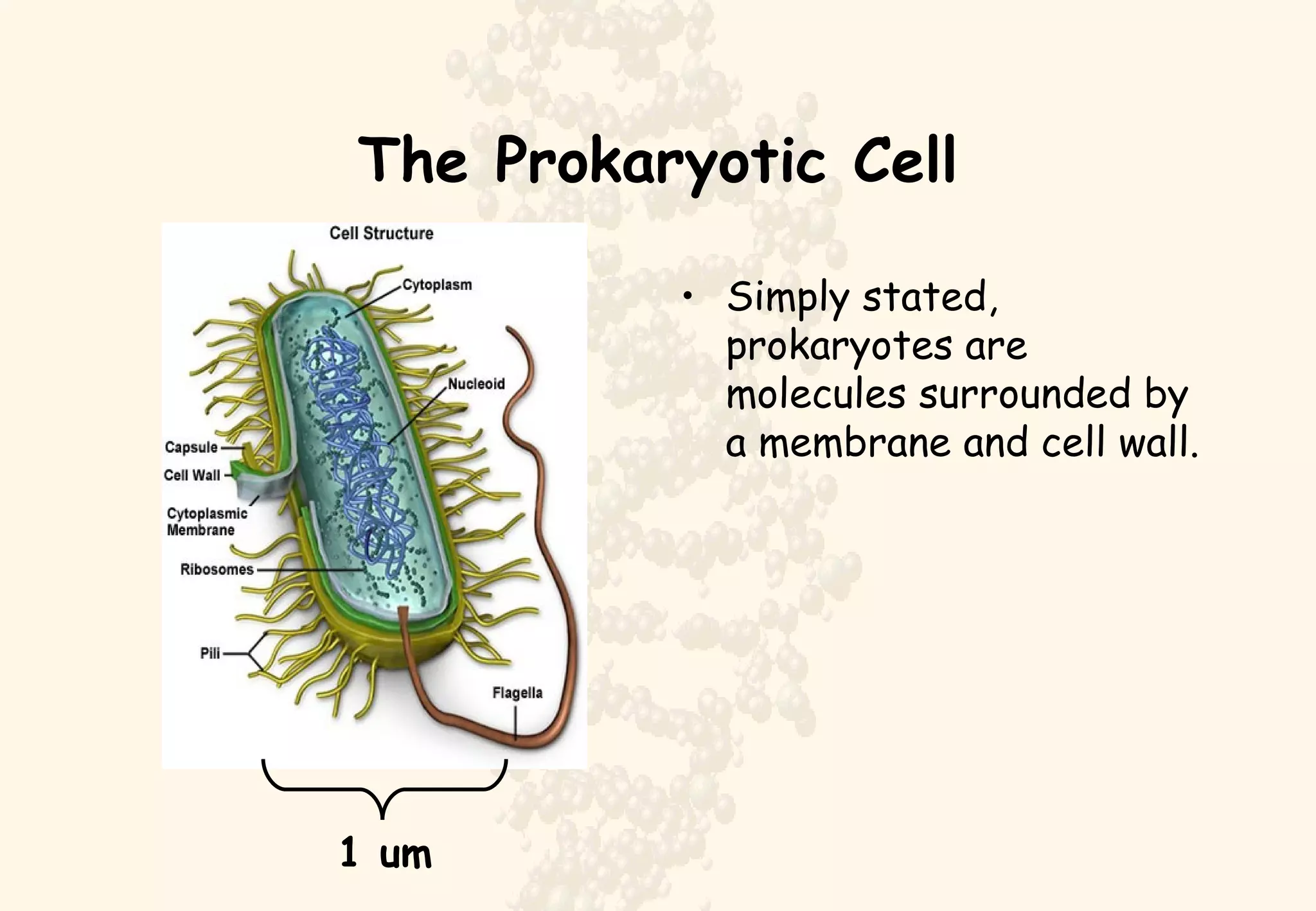 The Prokaryotic Cell Simply stated, prokaryotes are molecules surrounded by a membrane and cell wall. 1 um 