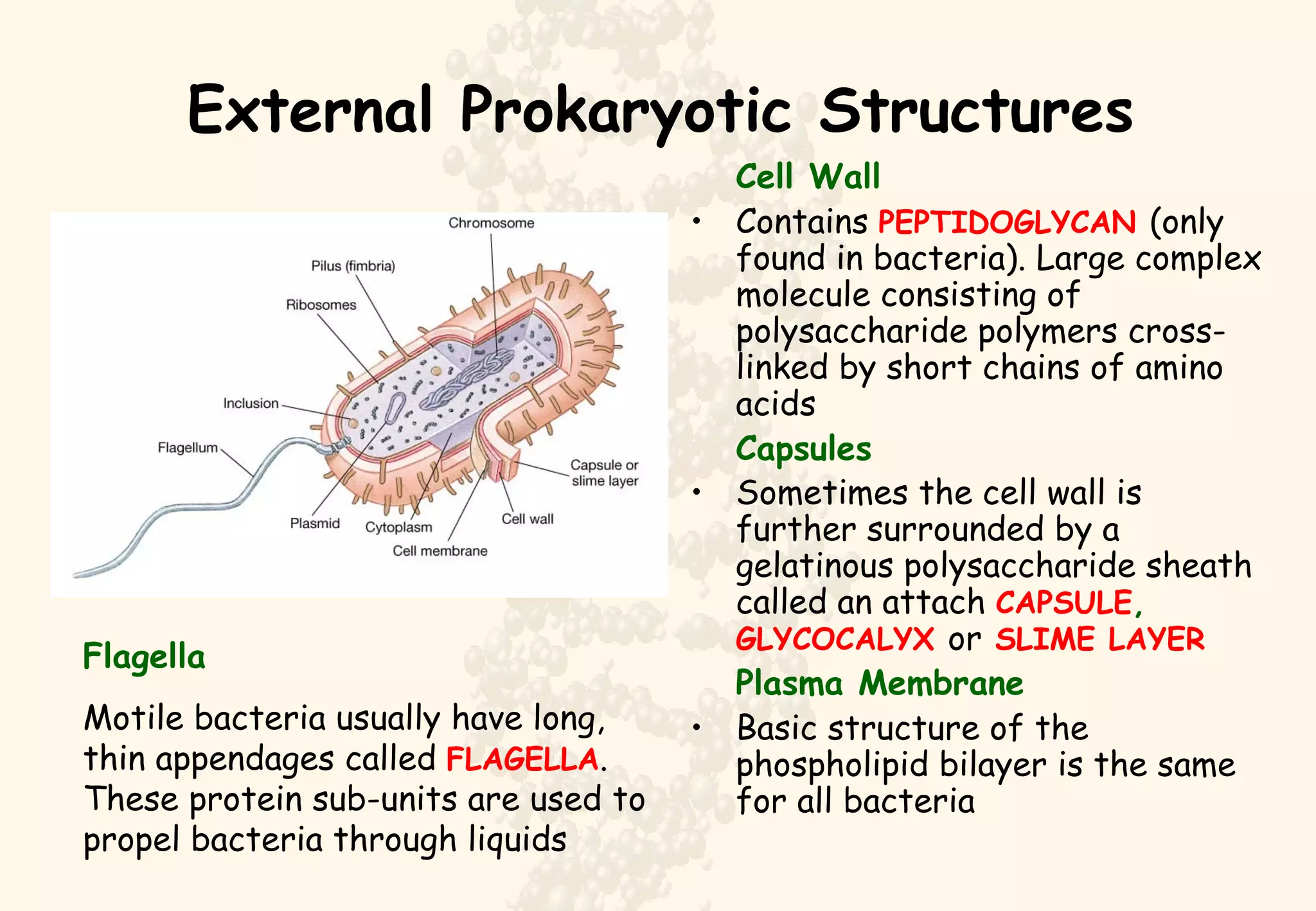 External Prokaryotic Structures Cell Wall Contains  PEPTIDOGLYCAN  (only found in bacteria). Large complex molecule consisting of polysaccharide polymers cross-linked by short chains of amino acids Capsules Sometimes the cell wall is further surrounded by a gelatinous polysaccharide sheath called an attach  CAPSULE ,  GLYCOCALYX   or   SLIME LAYER Plasma Membrane Basic structure of the phospholipid bilayer is the same for all bacteria Flagella Motile bacteria usually have long, thin appendages called  FLAGELLA . These protein sub-units are used to propel bacteria through liquids 
