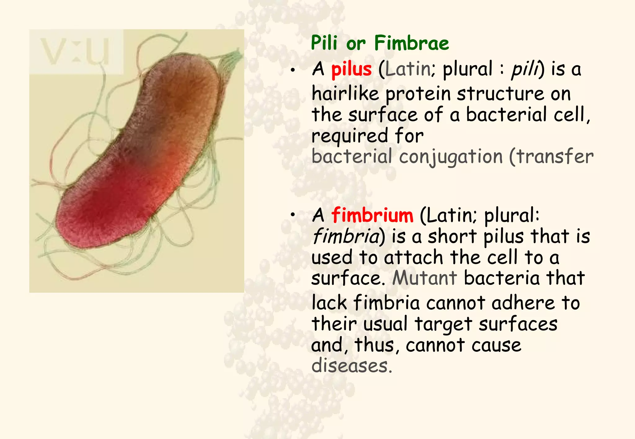 Pili or Fimbrae A  pilus  ( Latin ; plural :  pili ) is a hairlike protein structure on the surface of a bacterial cell, required for  bacterial conjugation (transfer of genetic material)   A  fimbrium  (Latin; plural:  fimbria ) is a short pilus that is used to attach the cell to a surface.  Mutant  bacteria that lack fimbria cannot adhere to their usual target surfaces and, thus, cannot cause  diseases. 