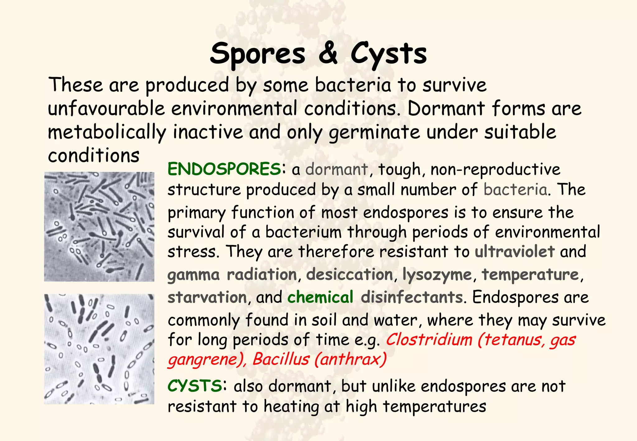Spores & Cysts These are produced by some bacteria to survive unfavourable environmental conditions. Dormant forms are metabolically inactive and only germinate under suitable conditions ENDOSPORES :  a  dormant , tough, non-reproductive structure produced by a small number of  bacteria . The primary function of most endospores is to ensure the survival of a bacterium through periods of environmental stress. They are therefore resistant to  ultraviolet  and  gamma radiation ,  desiccation ,  lysozyme ,  temperature ,  starvation , and  chemical  disinfectants . Endospores are commonly found in soil and water, where they may survive for long periods of time e.g.  Clostridium (tetanus, gas gangrene), Bacillus (anthrax) CYSTS :  also dormant, but unlike endospores are not resistant to heating at high temperatures 