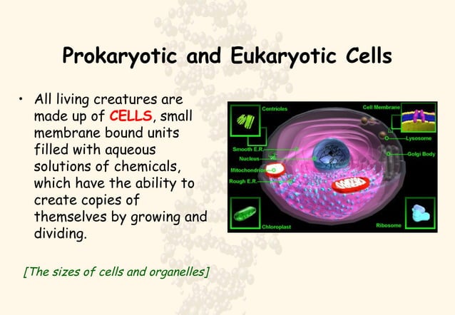 Prokaryotes vs Eukaryotes | PPT | Biological Sciences | Science