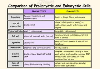 Prokaryotes vs Eukaryotes | PPT