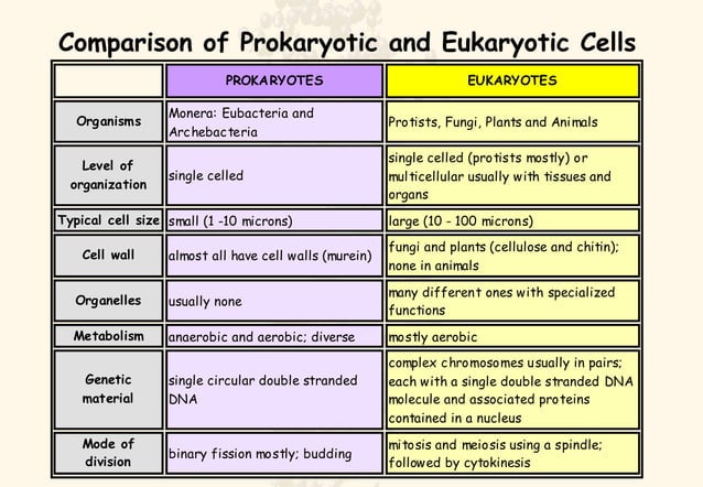 Prokaryotes vs Eukaryotes | PPT | Biological Sciences | Science