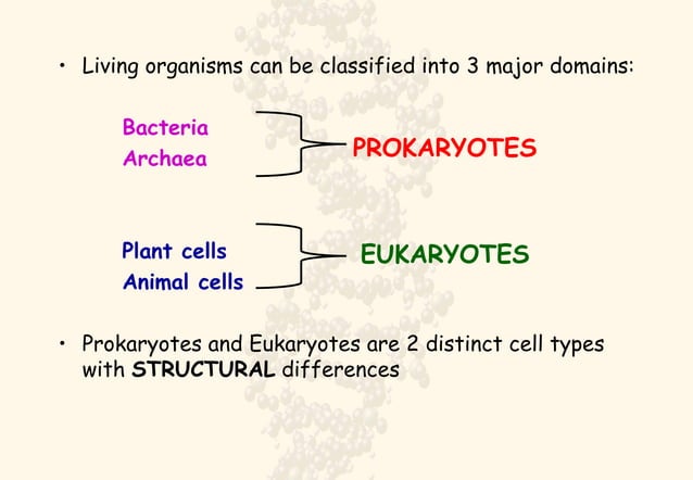 Prokaryotes vs Eukaryotes | PPT | Biological Sciences | Science