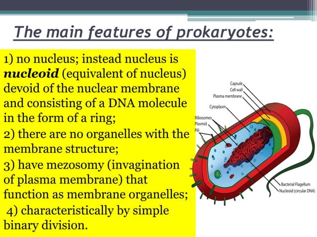 Prokaryotes and eukaryotes | PPT