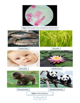 6
Figure: Microscopic View of Eukaryote (Animal cell)
Tenualosa ilisha
Homo sapiens
Macaca fascicularis
Oryza sativa
Nymphaea rubra
Ailuropoda melanoleuca
Figure: Some Eukaryotes
 