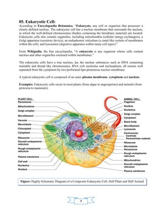 7
05. Eukaryotic Cell:
According to Encyclopædia Britannica, “Eukaryote, any cell or organism that possesses a
clearly defined nucleus. The eukaryotic cell has a nuclear membrane that surrounds the nucleus,
in which the well-defined chromosomes (bodies containing the hereditary material) are located.
Eukaryotic cells also contain organelles, including mitochondria (cellular energy exchangers), a
Golgi apparatus (secretory device), an endoplasmic reticulum (a canal-like system of membranes
within the cell), and lysosomes (digestive apparatus within many cell types).”
From Wikipedia, the free encyclopedia, “A eukaryote is any organism whose cells contain
nucleus and other organelles enclosed within membranes.”
The eukaryotic cells have a true nucleus, i.e. the nuclear substances such as DNA containing
stainable and thread like chromosomes, RNA rich nucleolus and nucleoplasm, all remain well
separated from the cytoplasm by two perforated lipo-proteinous nuclear membrane.
A typical eukaryotic cell is composed of an outer plasma membrane, cytoplasm and nucleus.
Examples: Eukaryotic cells occur in most plants (from algae to angiosperms) and animals (from
protozoa to mammals).
Figure: Highly Schematic Diagram of a Composite Eukaryotic Cell, Half Plant and Half Animal
 