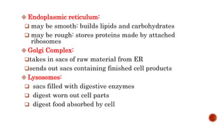  Endoplasmic reticulum:
 may be smooth: builds lipids and carbohydrates
 may be rough: stores proteins made by attached
ribosomes
 Golgi Complex:
takes in sacs of raw material from ER
sends out sacs containing finished cell products
 Lysosomes:
 sacs filled with digestive enzymes
 digest worn out cell parts
 digest food absorbed by cell
 
