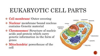  Cell membrane: Outer covering
 Nucleus: membrane-bound nucleus
contains Genetic material
 Chromosomes: Structure of nucleic
acids and protein which carry
genetic information in the form of
genes
 Mitochondria: powerhouse of the
cell
 