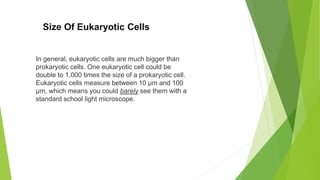 Size Of Eukaryotic Cells
In general, eukaryotic cells are much bigger than
prokaryotic cells. One eukaryotic cell could be
double to 1,000 times the size of a prokaryotic cell.
Eukaryotic cells measure between 10 µm and 100
µm, which means you could barely see them with a
standard school light microscope.
 