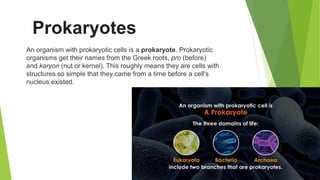 Prokaryotes
An organism with prokaryotic cells is a prokaryote. Prokaryotic
organisms get their names from the Greek roots, pro (before)
and karyon (nut or kernel). This roughly means they are cells with
structures so simple that they came from a time before a cell's
nucleus existed.
 