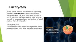 Eukaryotes
Fungi, plants, protista, and all animals (including
humans) are eukaryotes. We are all built with
eukaryotic cells. The word eukaryote comes from
two Greek roots, eu (good, well), and karyon (nut,
kernel), so a eukaryote has a well-defined or “good”
nucleus (kernel) in its cells.
Eukaryotes Cells
Eukaryotic cells have nuclei and organelles, which
immediately sets them apart from prokaryotic cells.
 