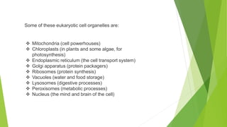 Some of these eukaryotic cell organelles are:
 Mitochondria (cell powerhouses)
 Chloroplasts (in plants and some algae, for
photosynthesis)
 Endoplasmic reticulum (the cell transport system)
 Golgi apparatus (protein packagers)
 Ribosomes (protein synthesis)
 Vacuoles (water and food storage)
 Lysosomes (digestive processes)
 Peroxisomes (metabolic processes)
 Nucleus (the mind and brain of the cell)
 