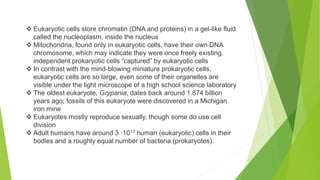  Eukaryotic cells store chromatin (DNA and proteins) in a gel-like fluid
called the nucleoplasm, inside the nucleus
 Mitochondria, found only in eukaryotic cells, have their own DNA
chromosome, which may indicate they were once freely existing,
independent prokaryotic cells “captured” by eukaryotic cells
 In contrast with the mind-blowing miniature prokaryotic cells,
eukaryotic cells are so large, even some of their organelles are
visible under the light microscope of a high school science laboratory
 The oldest eukaryote, Grypania, dates back around 1.874 billion
years ago; fossils of this eukaryote were discovered in a Michigan
iron mine
 Eukaryotes mostly reproduce sexually, though some do use cell
division
 Adult humans have around 3 ·1013 human (eukaryotic) cells in their
bodies and a roughly equal number of bacteria (prokaryotes).
 