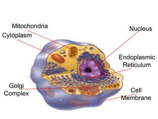 Mitochondria Nucleus
Golgi
Complex
Endoplasmic
Reticulum
Cell
Membrane
Cytoplasm
 