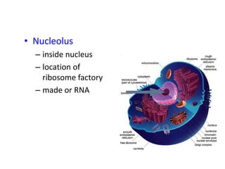 • Nucleolus
– inside nucleus
– location of
ribosome factory
– made or RNA
 