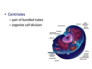 • Centrioles
– pair of bundled tubes
– organize cell division
 