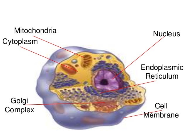 Prokaryotes & eukaryotes