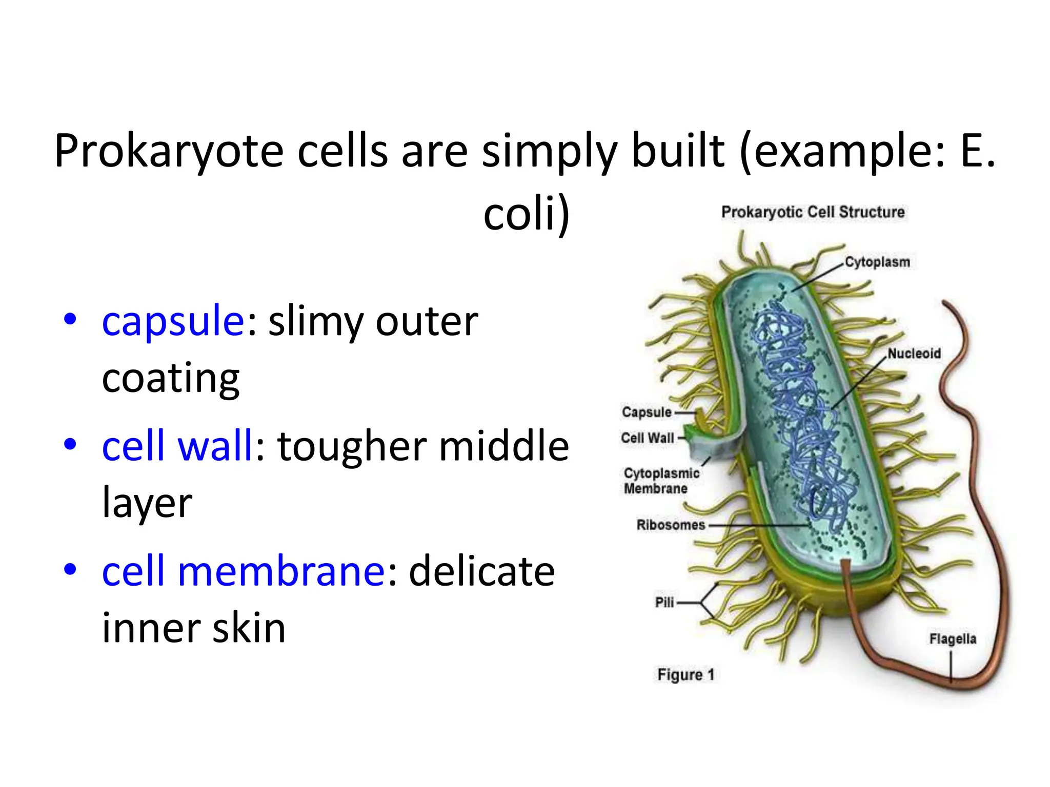 prokaryoteseukaryotes-.pptx