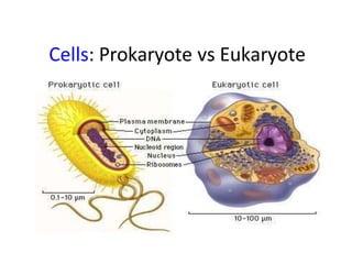 Cells: Prokaryote vs Eukaryote
 